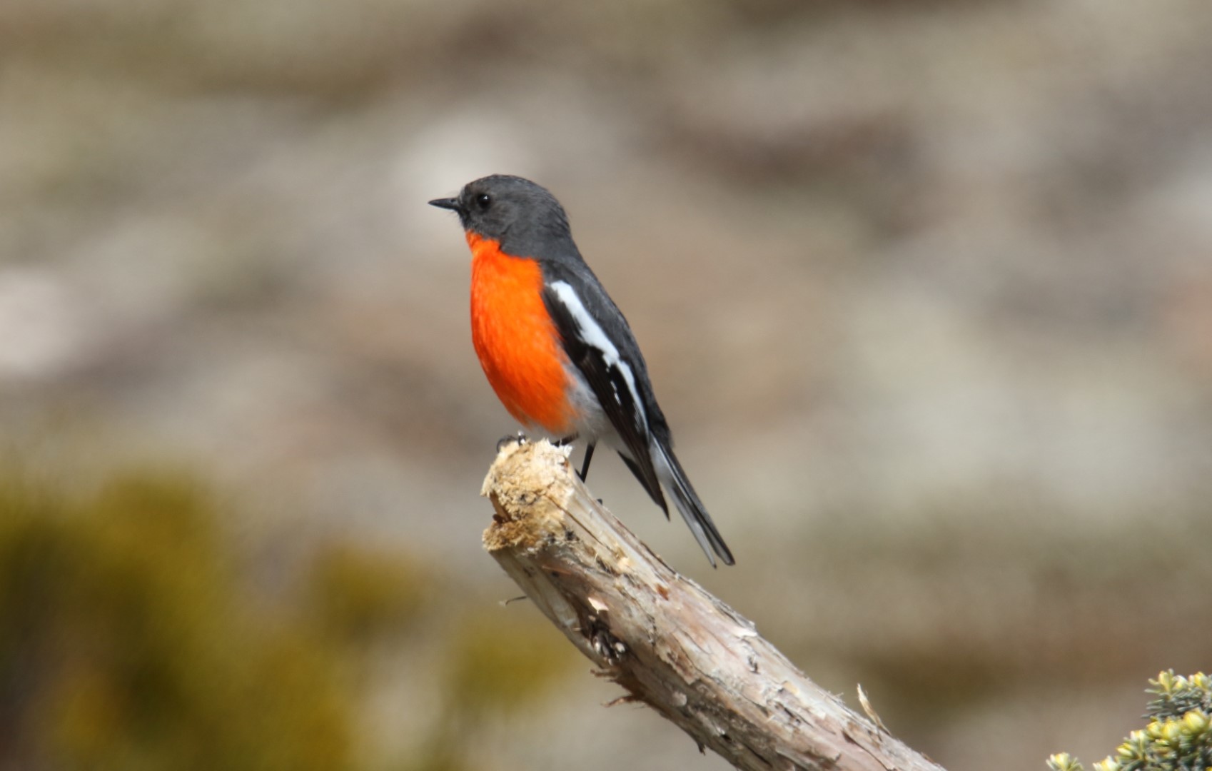 Flame Robin