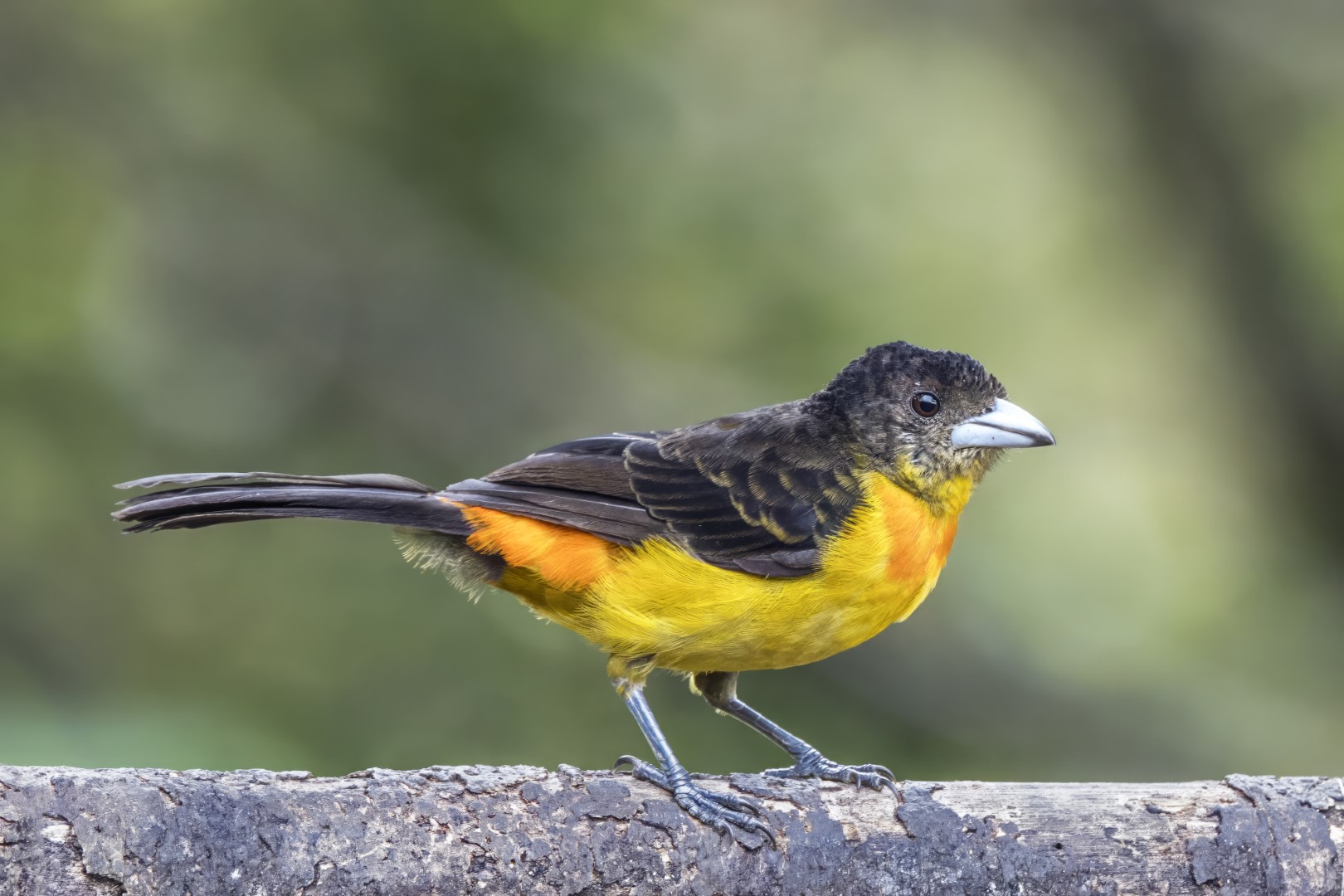 Flame-rumped Tanager