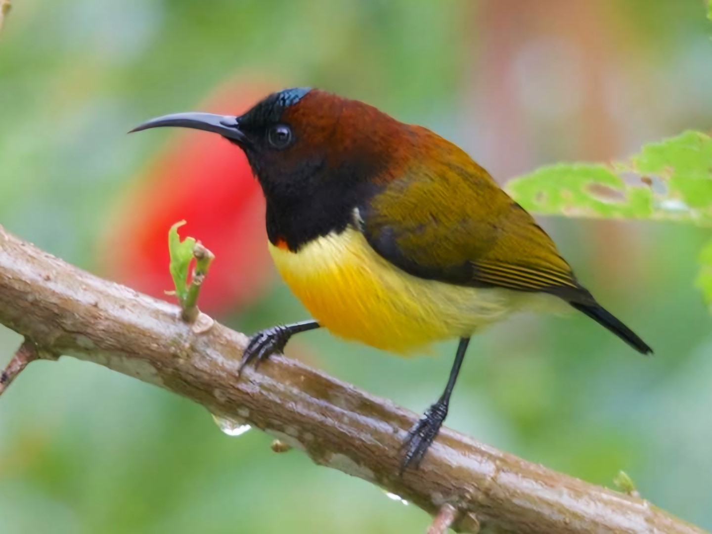 Flame-templed Sunbird