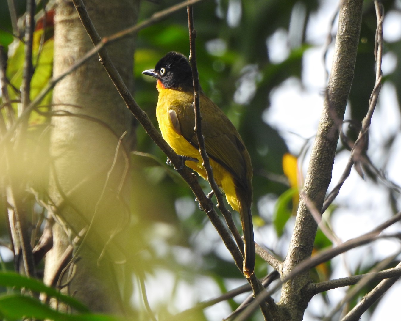 Flame-throated bulbul
