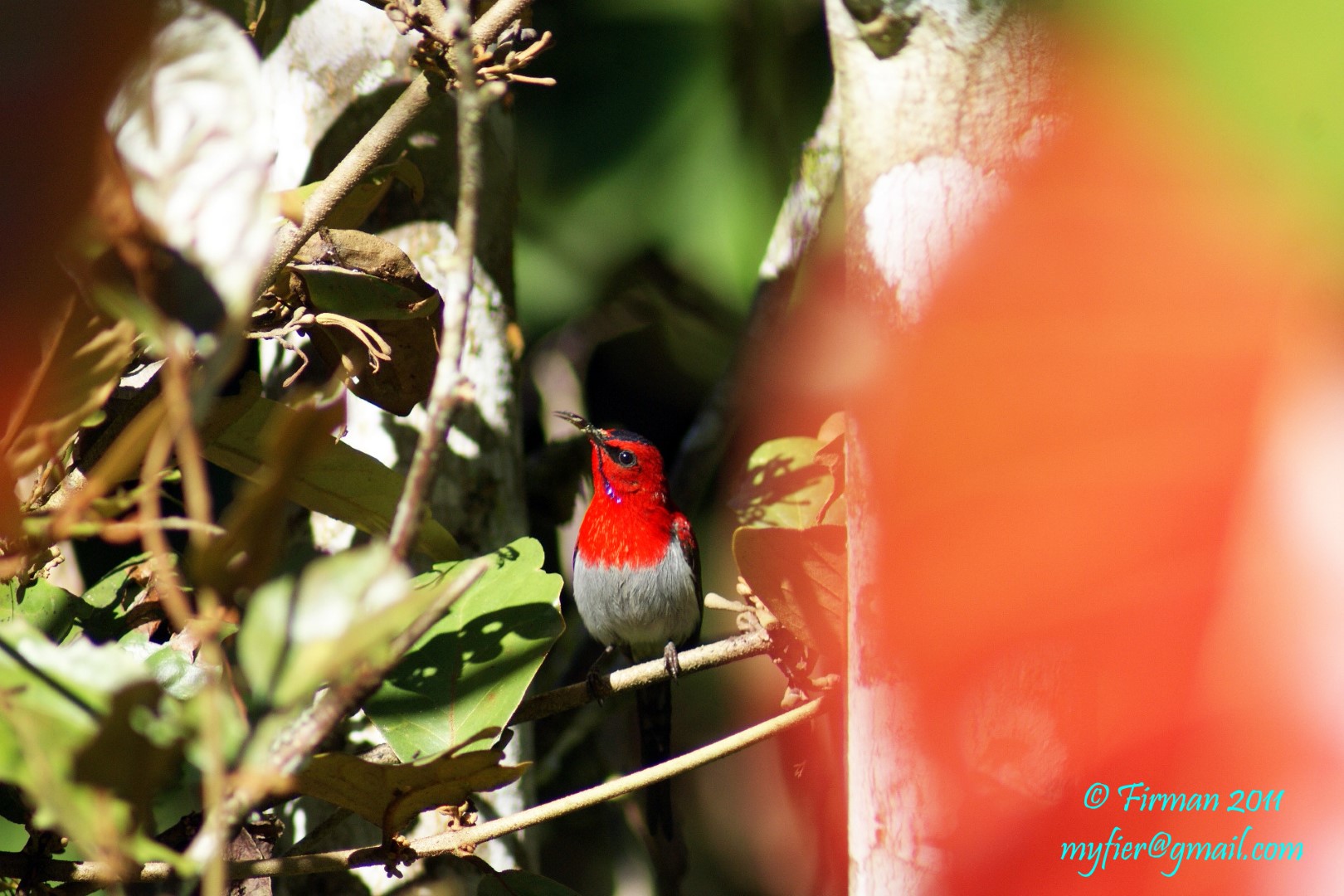 Flame-throated Sunbird