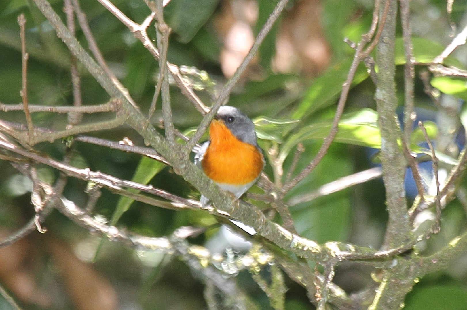 Flame-throated Warbler