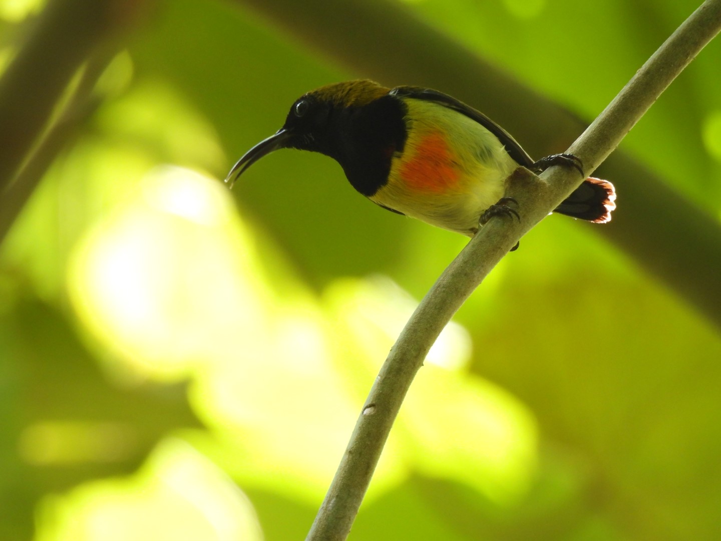 Flaming Sunbird