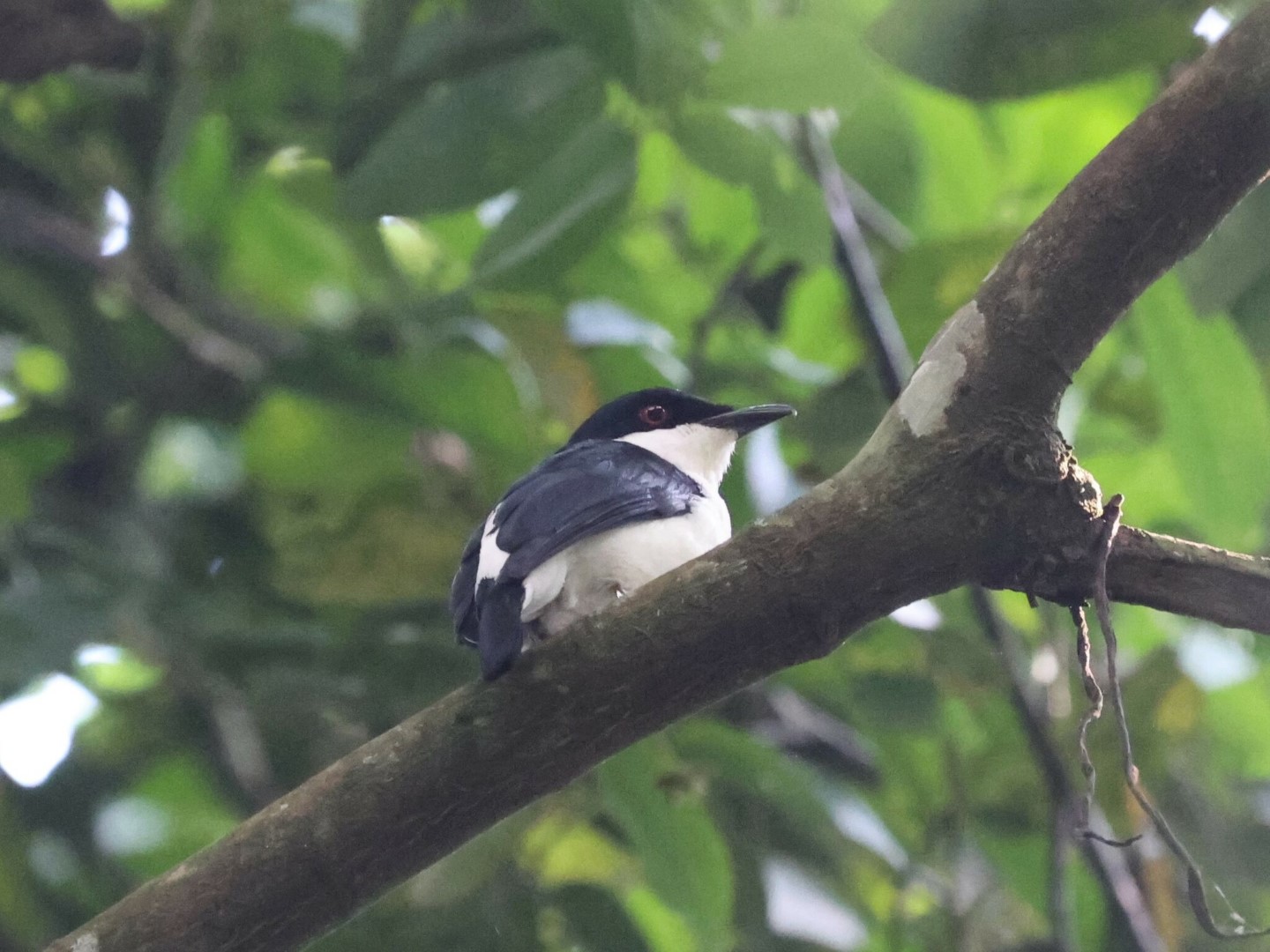 Flammulated Bamboo Tyrant