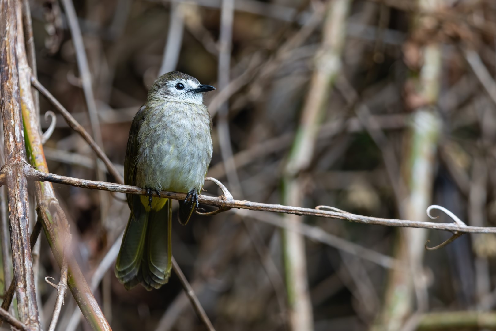 Flavescent Bulbul