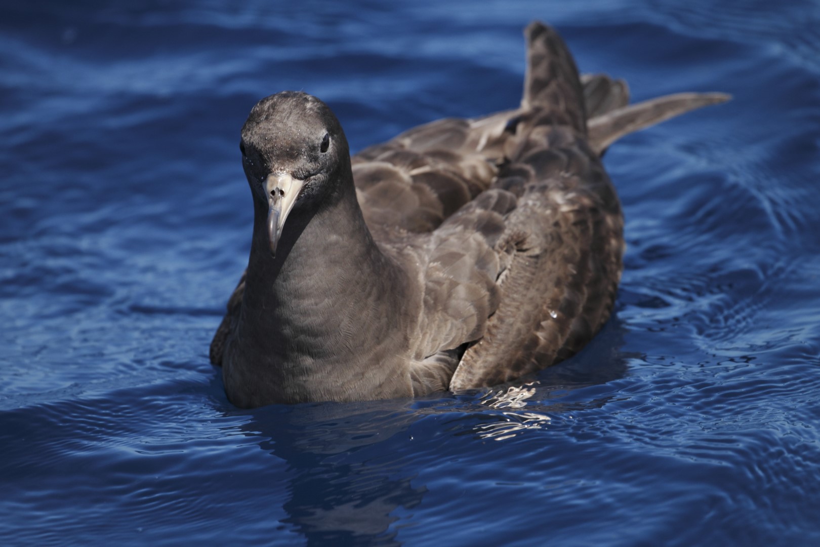 Flesh-footed Shearwater