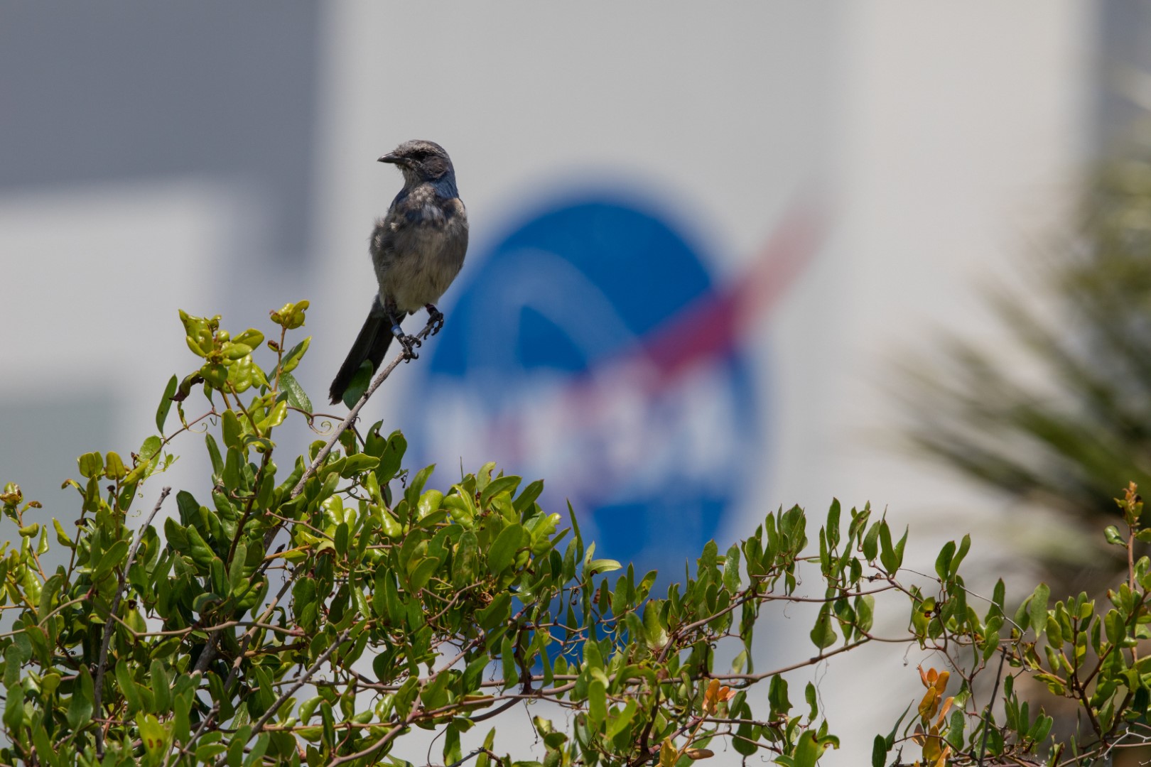 Florida Scrub-Jay