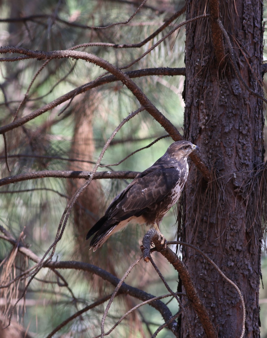 Forest Buzzard