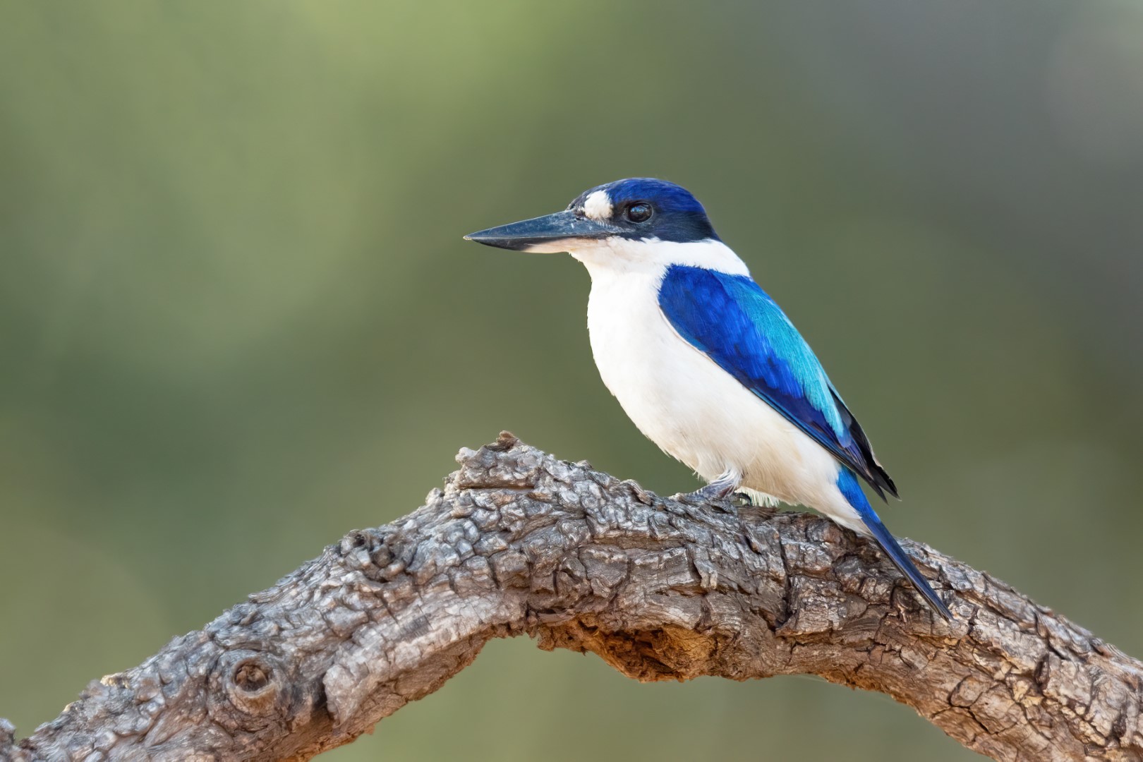 Forest Kingfisher