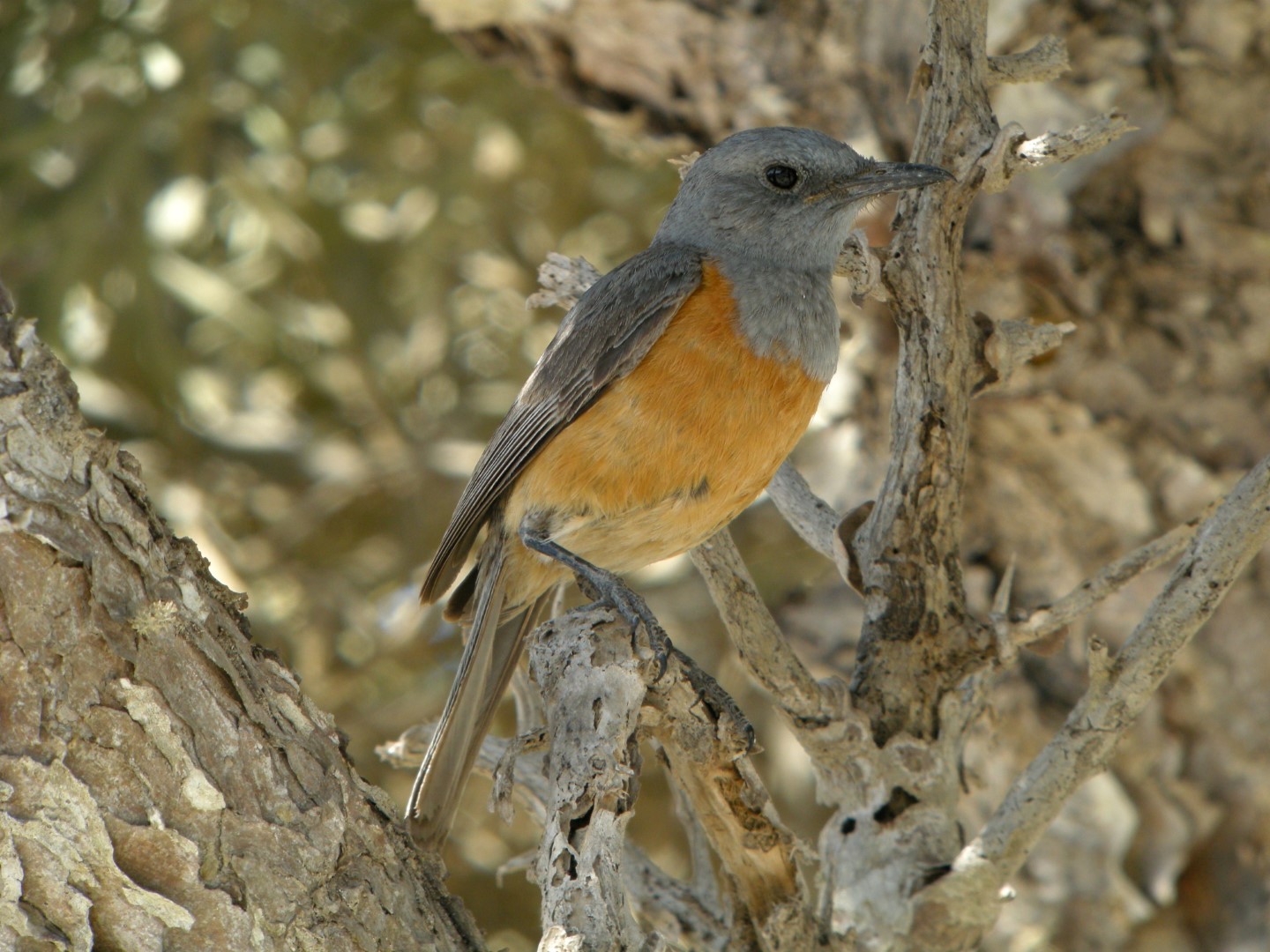 Forest Rock Thrush