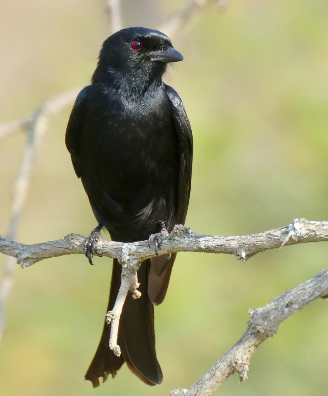 Fork-tailed Drongo