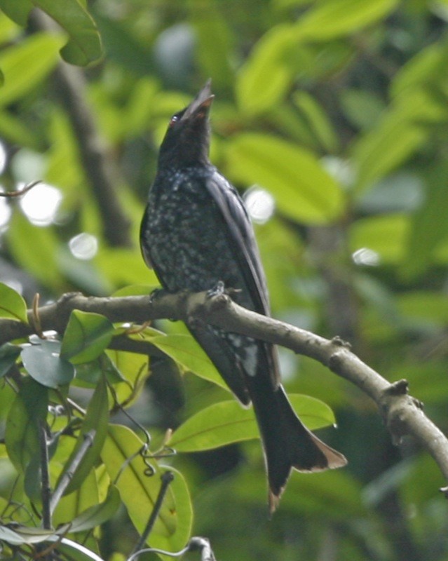 Fork-tailed Drongo