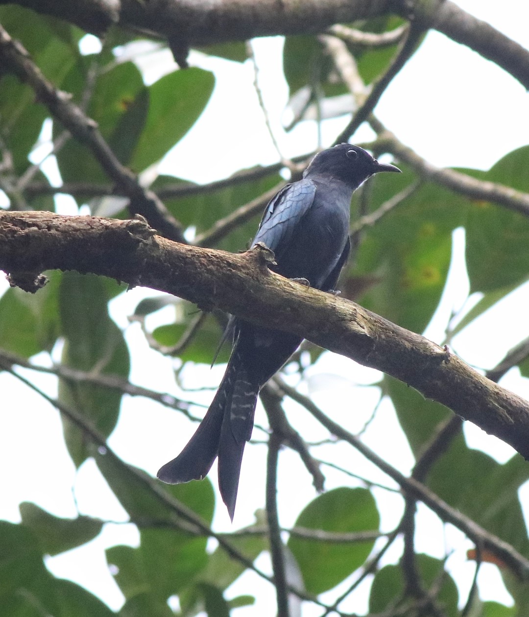 Fork-tailed drongo-cuckoo