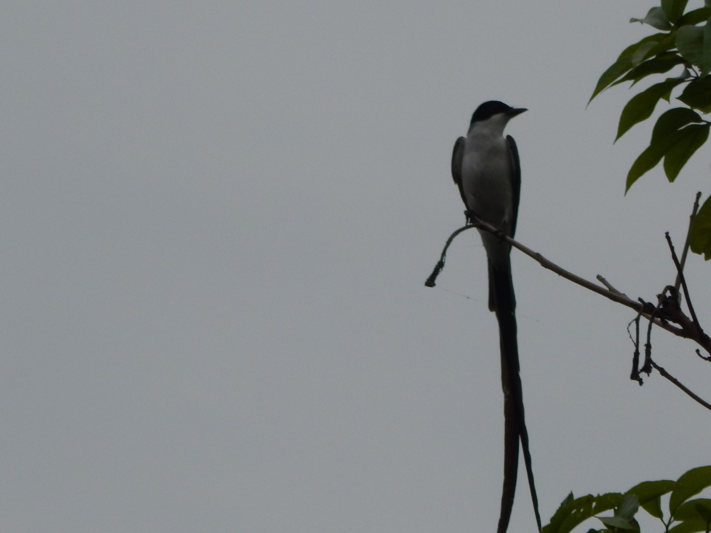 Fork-tailed Flycatcher