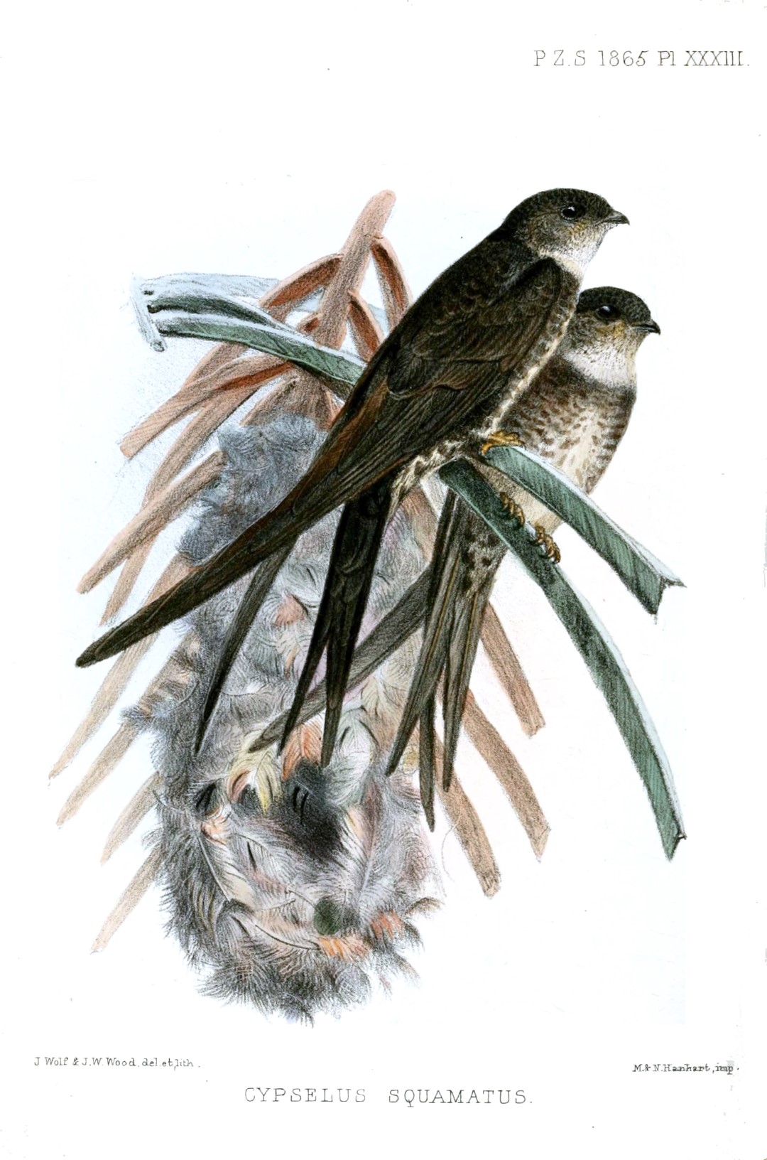 Fork-tailed Palm-Swift