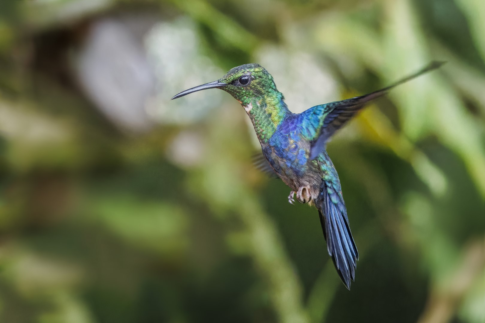Fork-tailed Woodnymph
