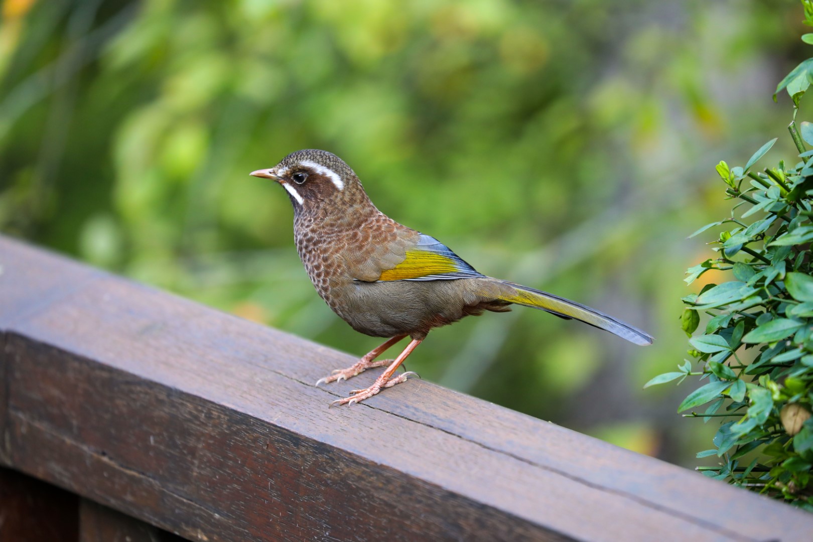 Formosan Laughingthrush