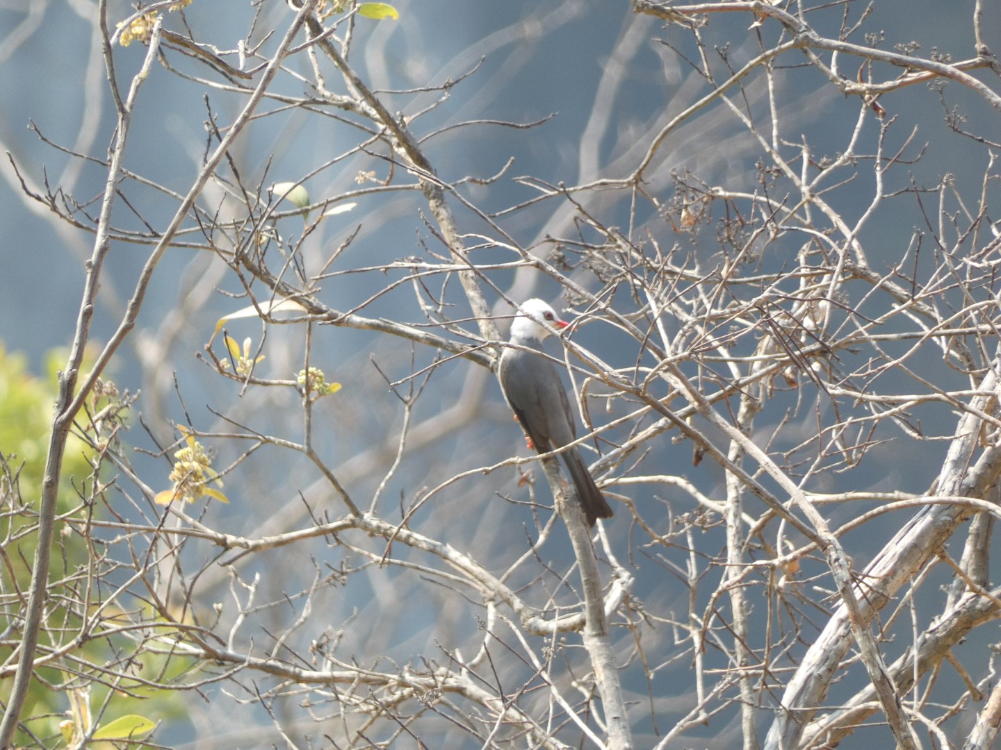 Formosan Whistling Thrush