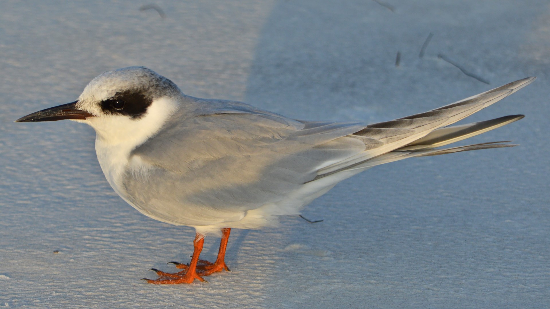 Forster's Tern