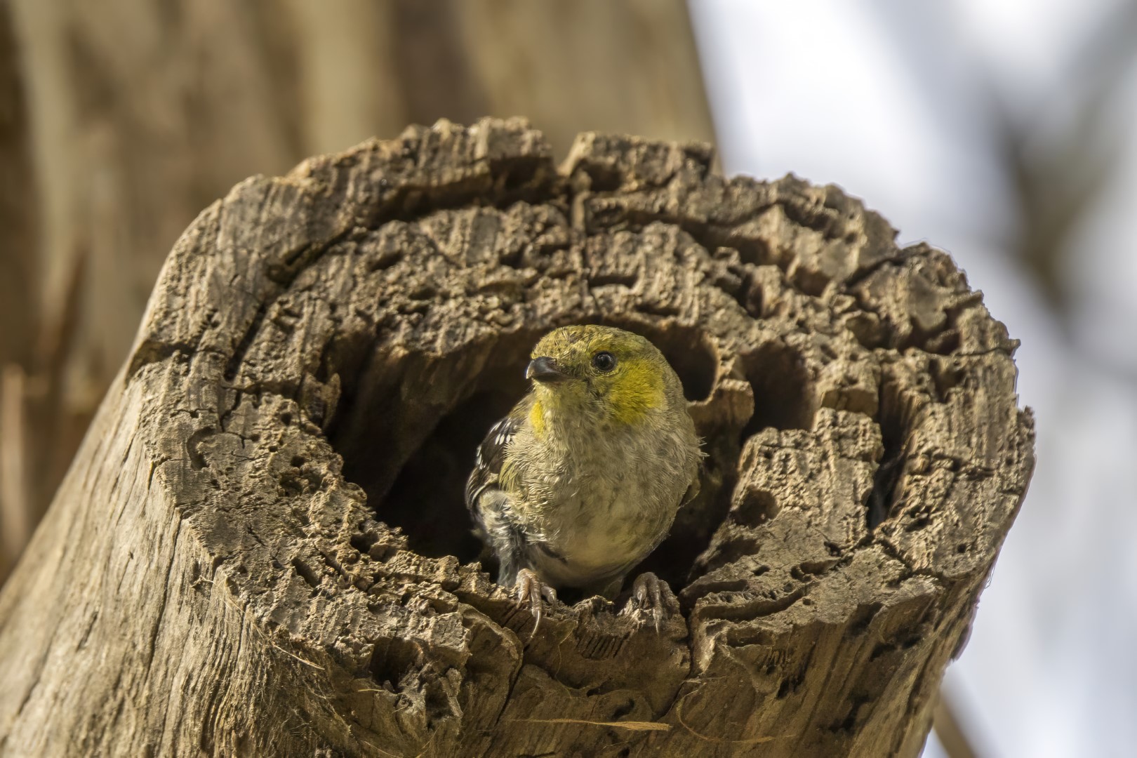 Forty-spotted Pardalote