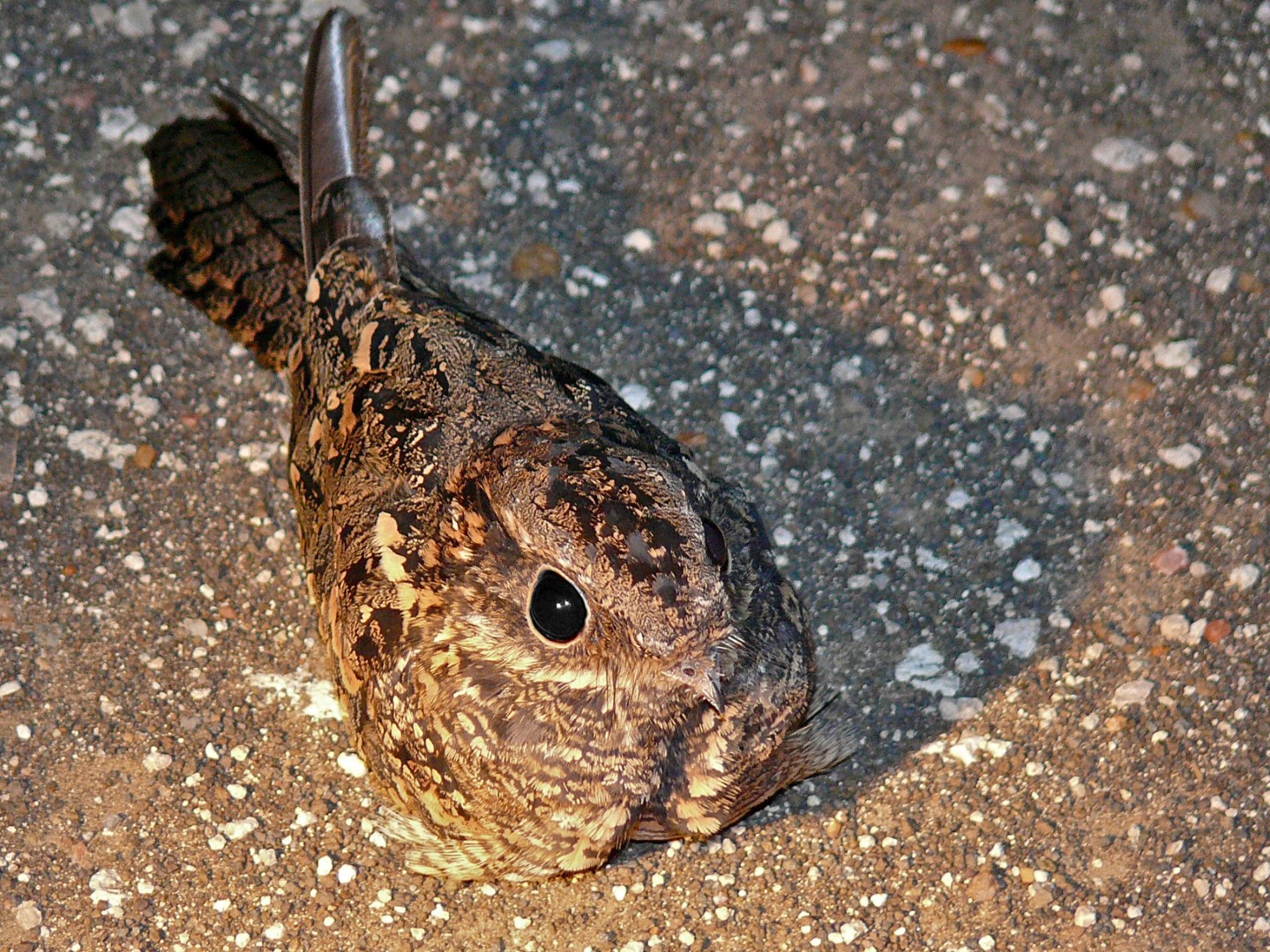 Fosse's nightjar