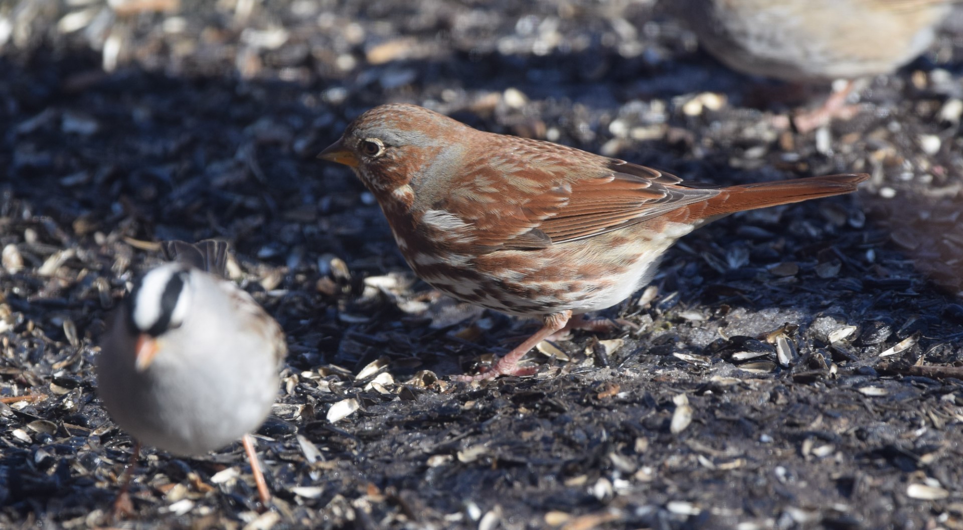 Fox Sparrow