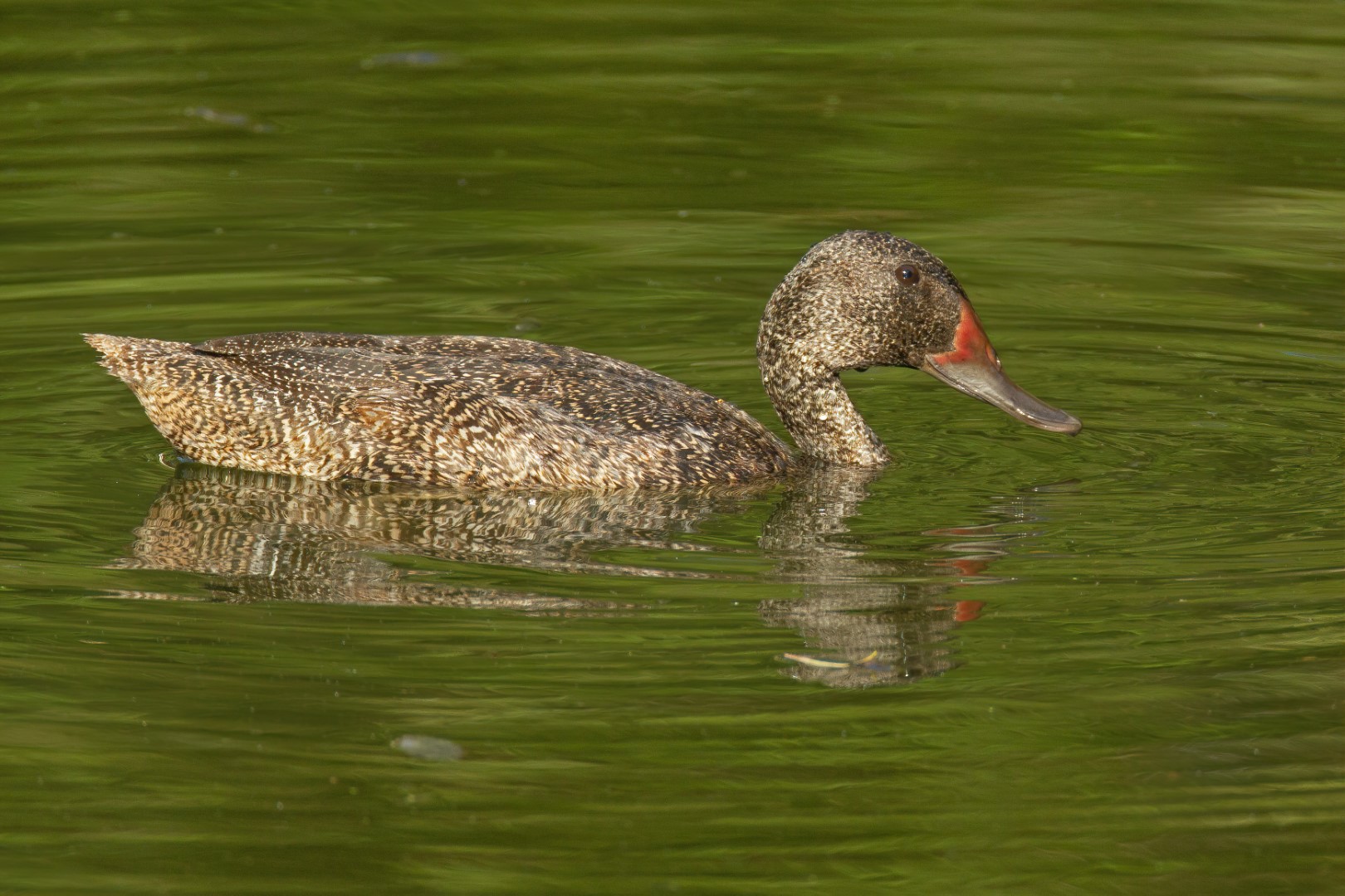 Freckled Duck
