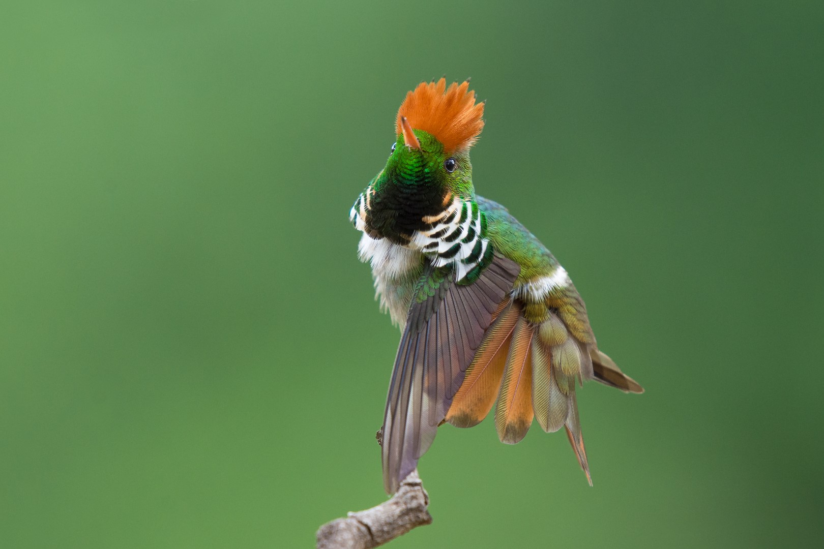 Frilled Coquette