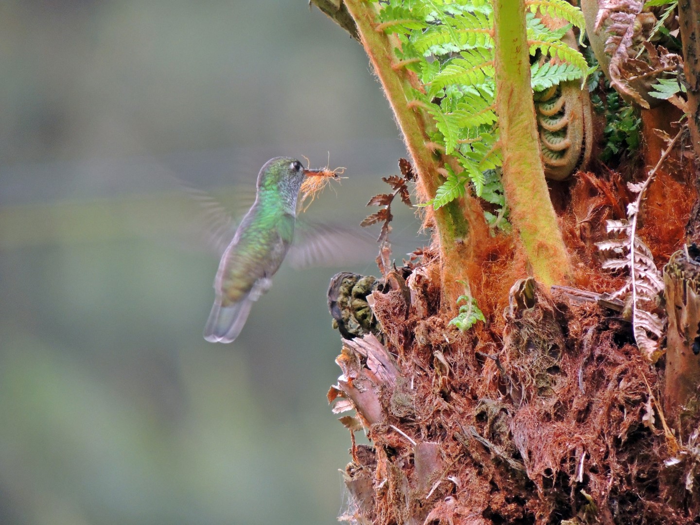 Fringe-backed Fire-eye