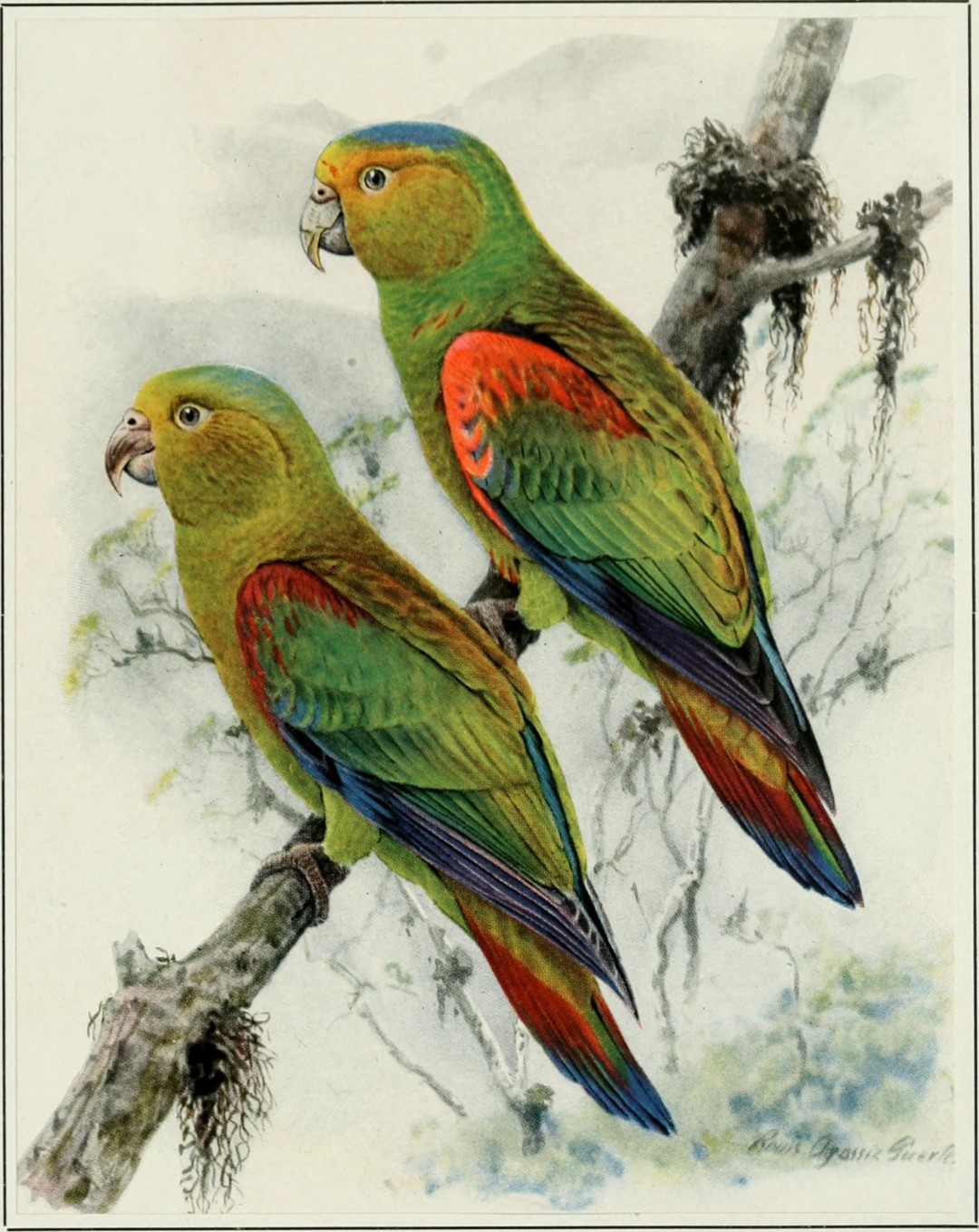 Fuertes's Parrot