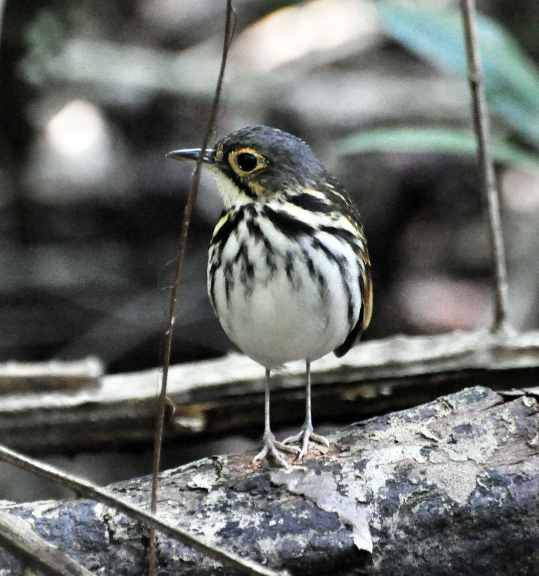 Fulvous-bellied Antpitta