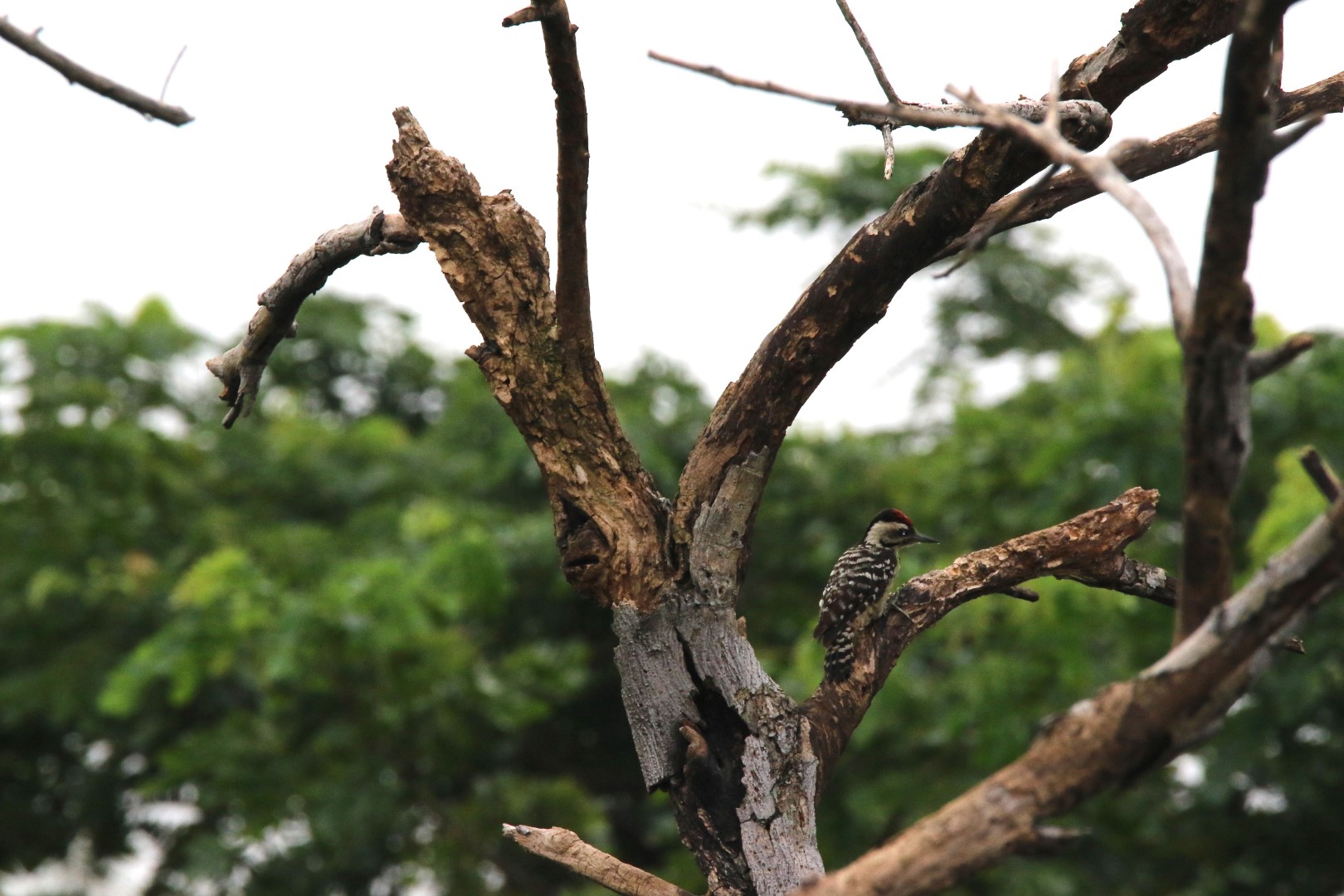 Fulvous-breasted Woodpecker