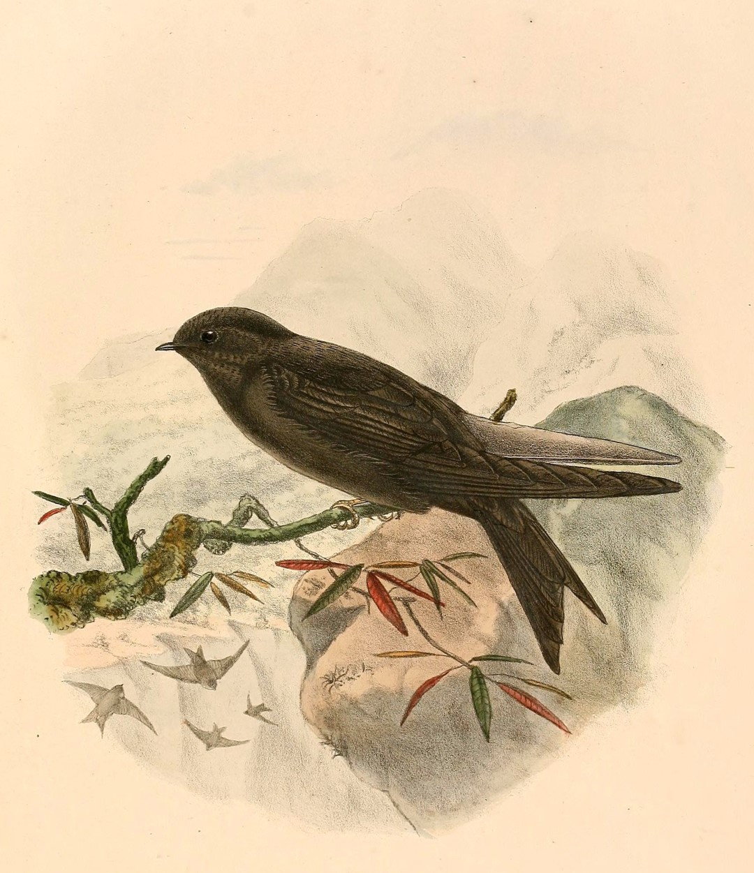 Fulvous-chested Swift