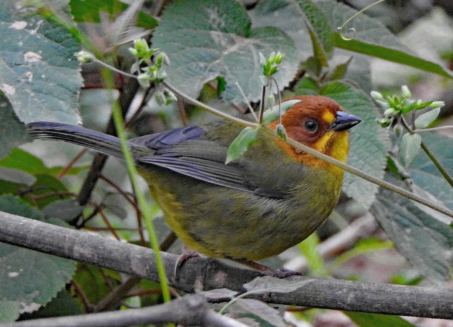 Fulvous-headed Brushfinch