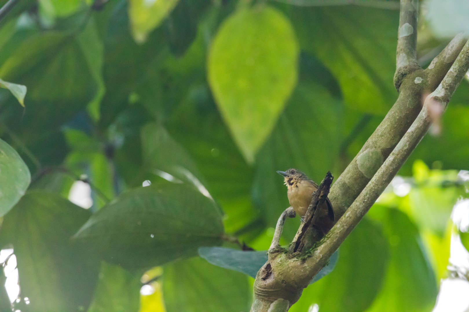 Fulvous-vented Flatbill