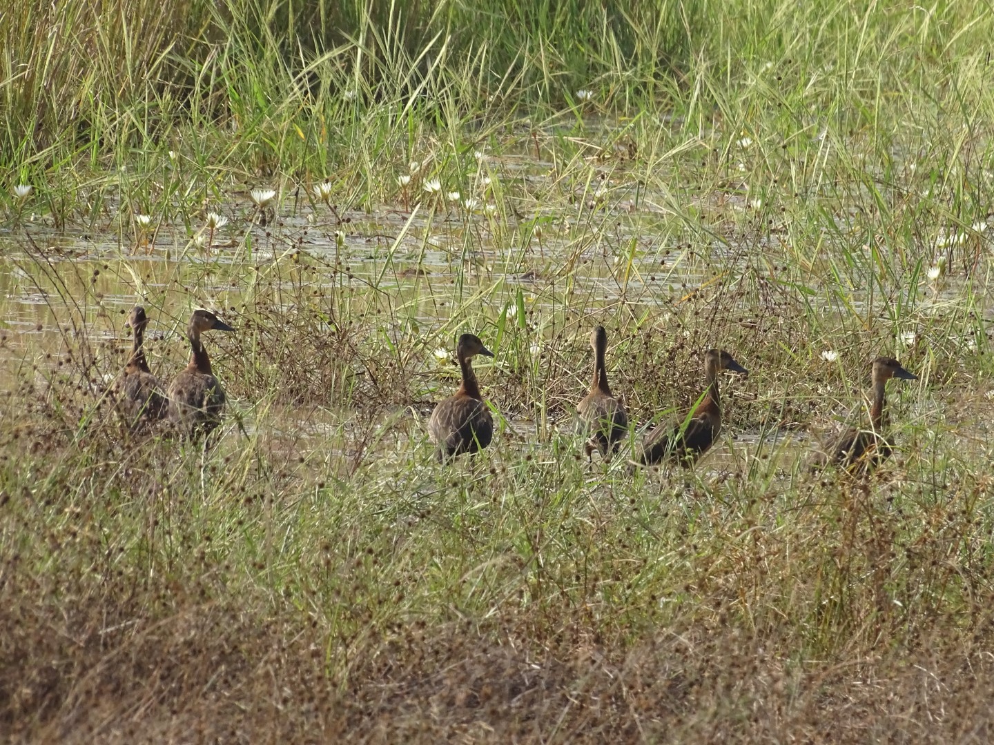 Fulvous Whistling-Duck
