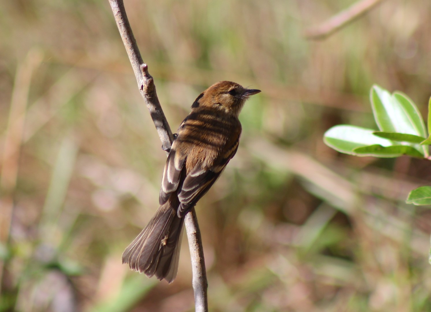 Fuscous Flycatcher