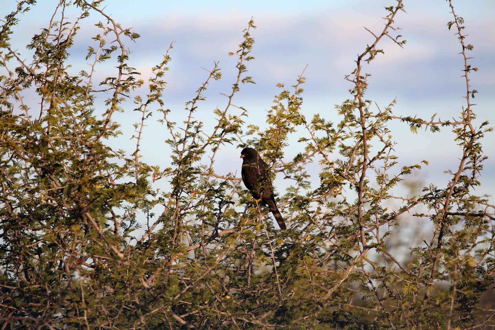 Gabar Goshawk