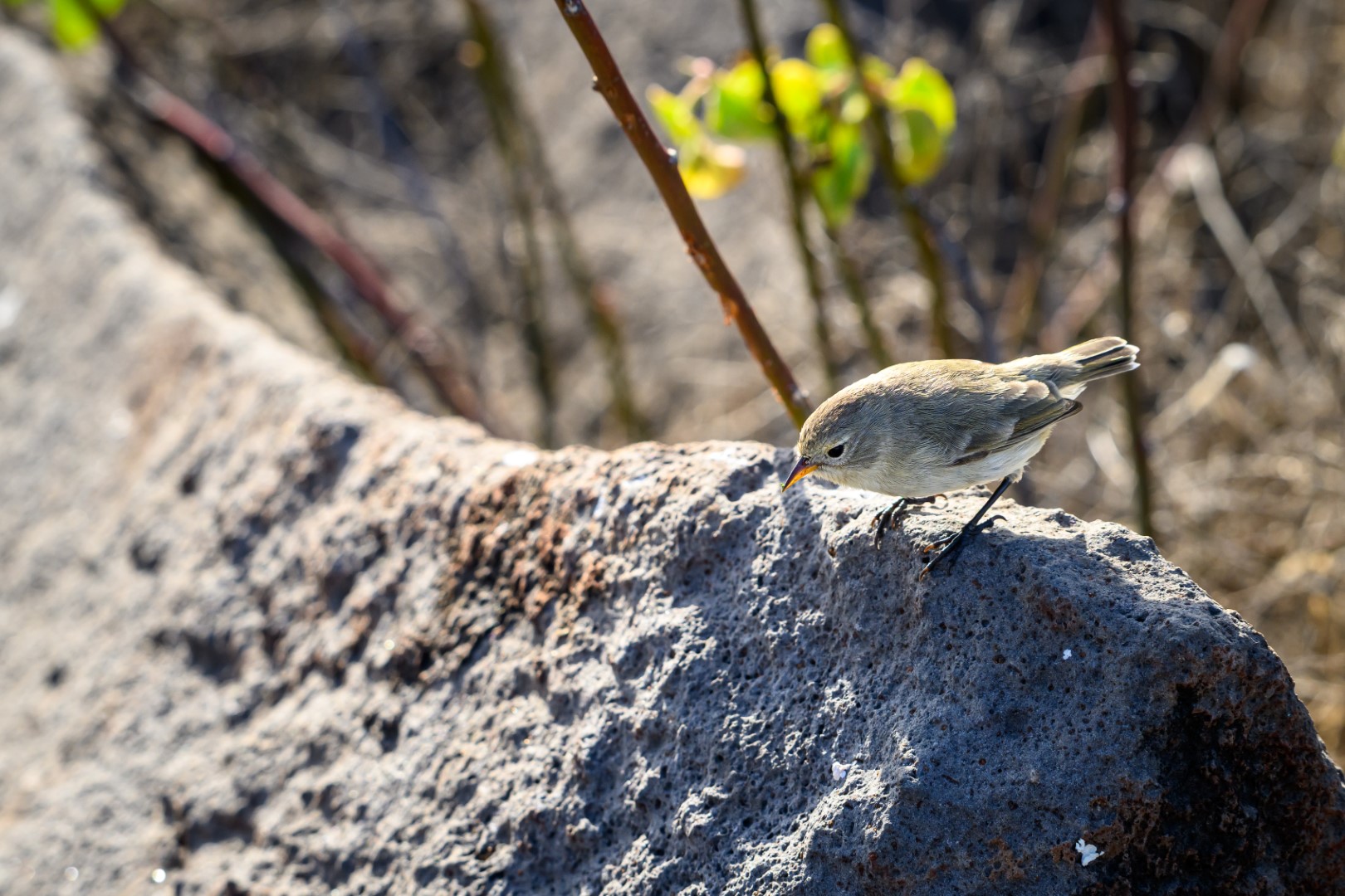Galapagos Finch