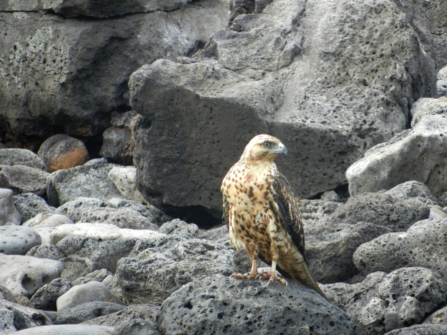 Galapagos hawk