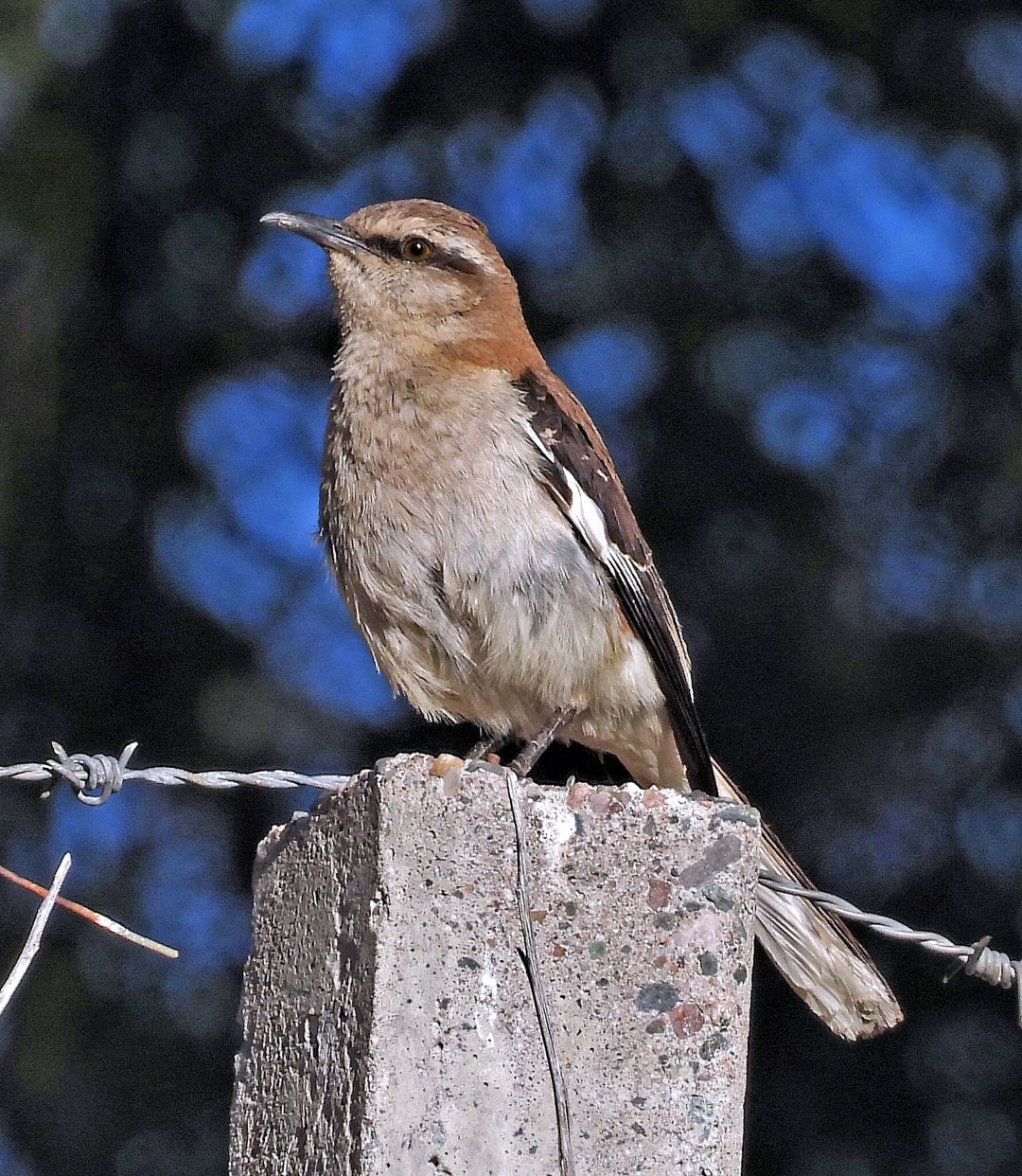 Galapagos Mockingbird