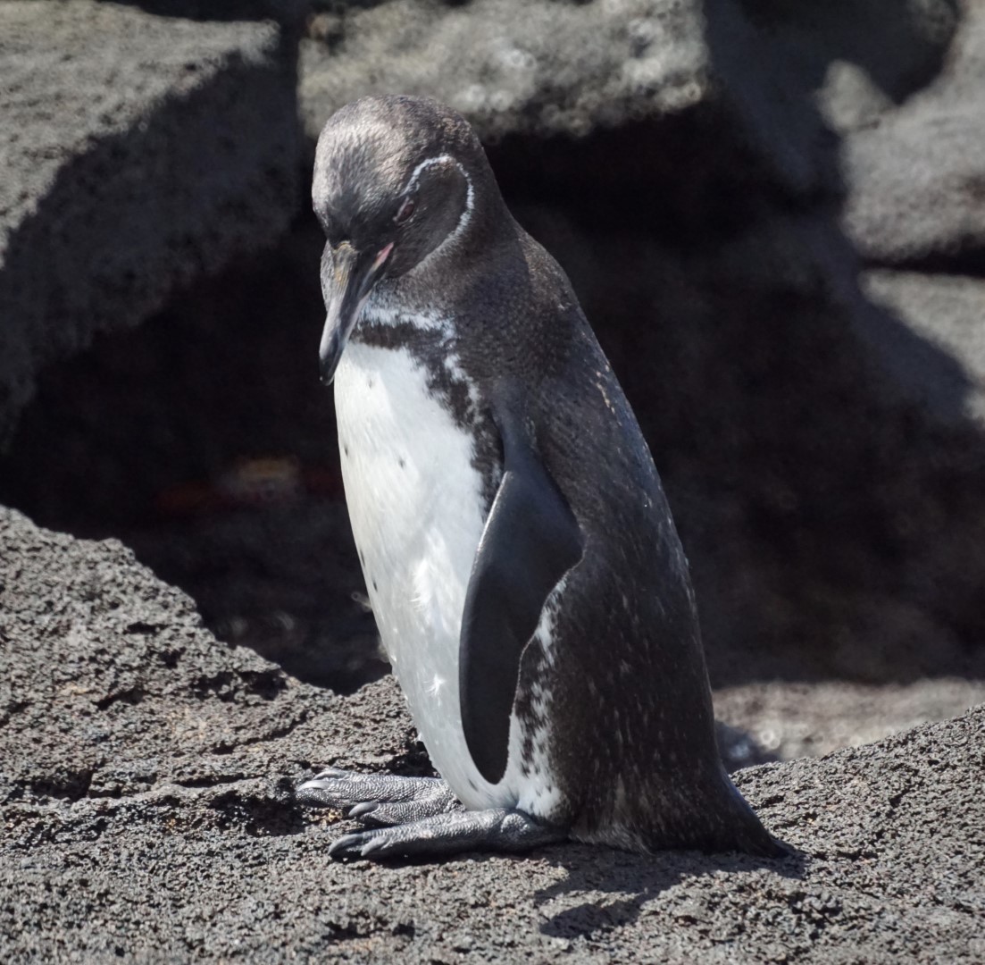 Galapagos penguin