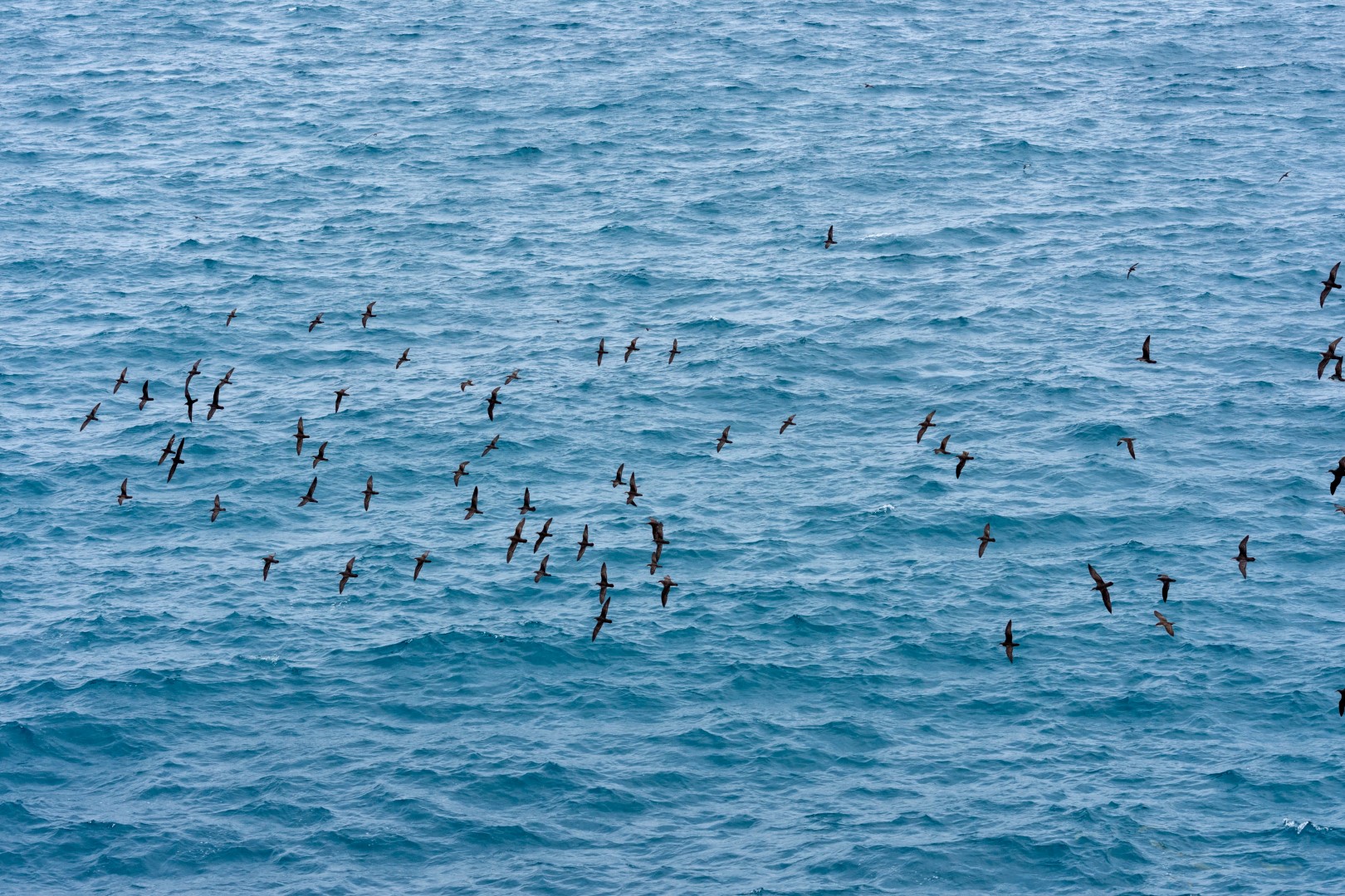 Galapagos Shearwater