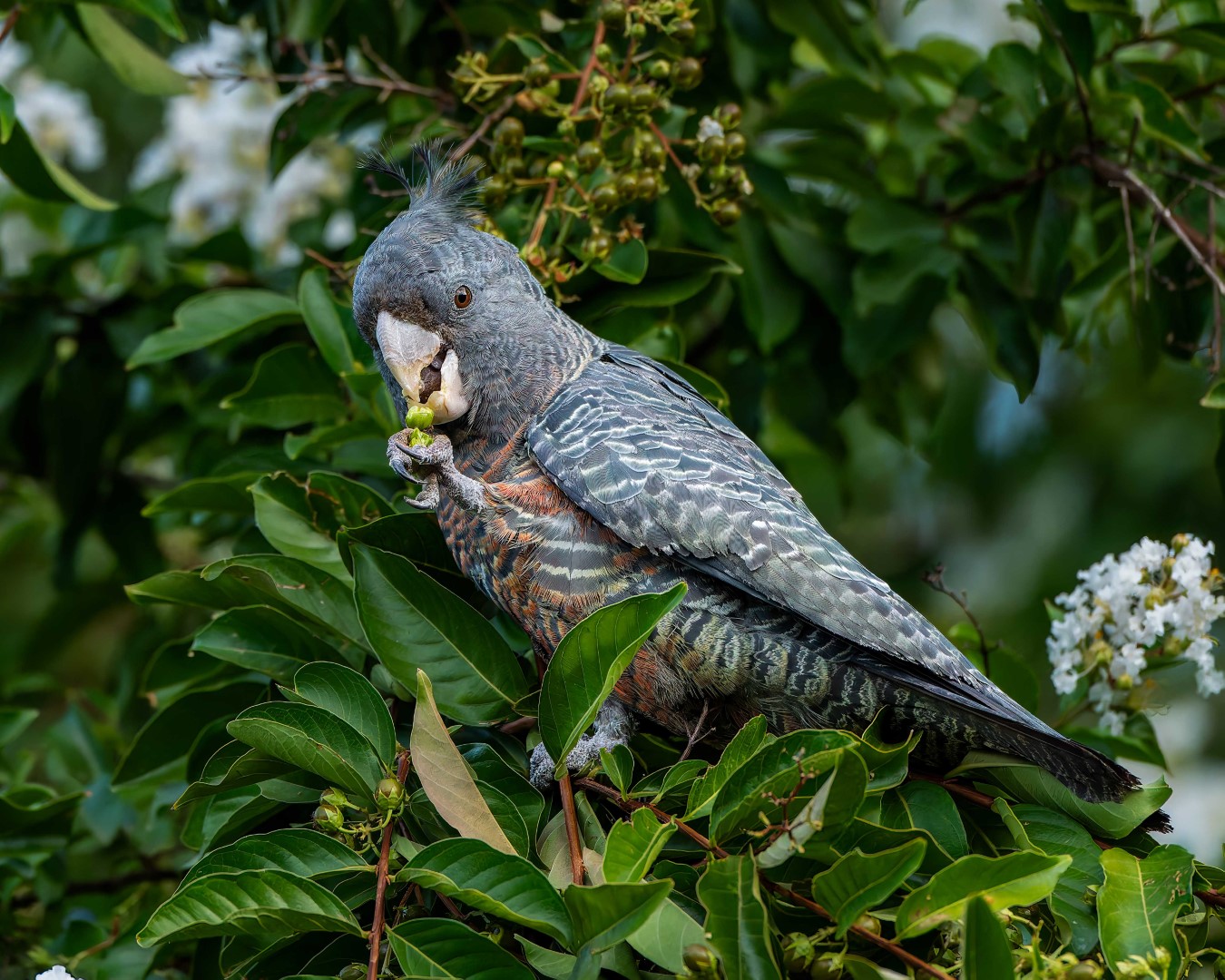 Gang-gang Cockatoo