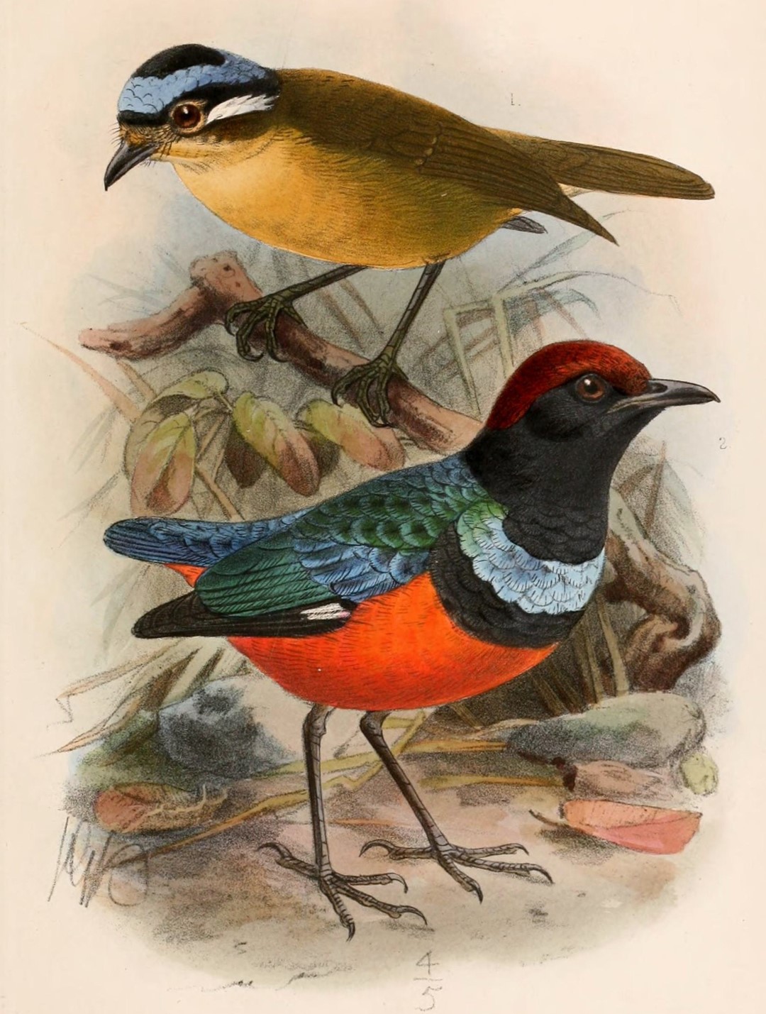 Garnet Pitta