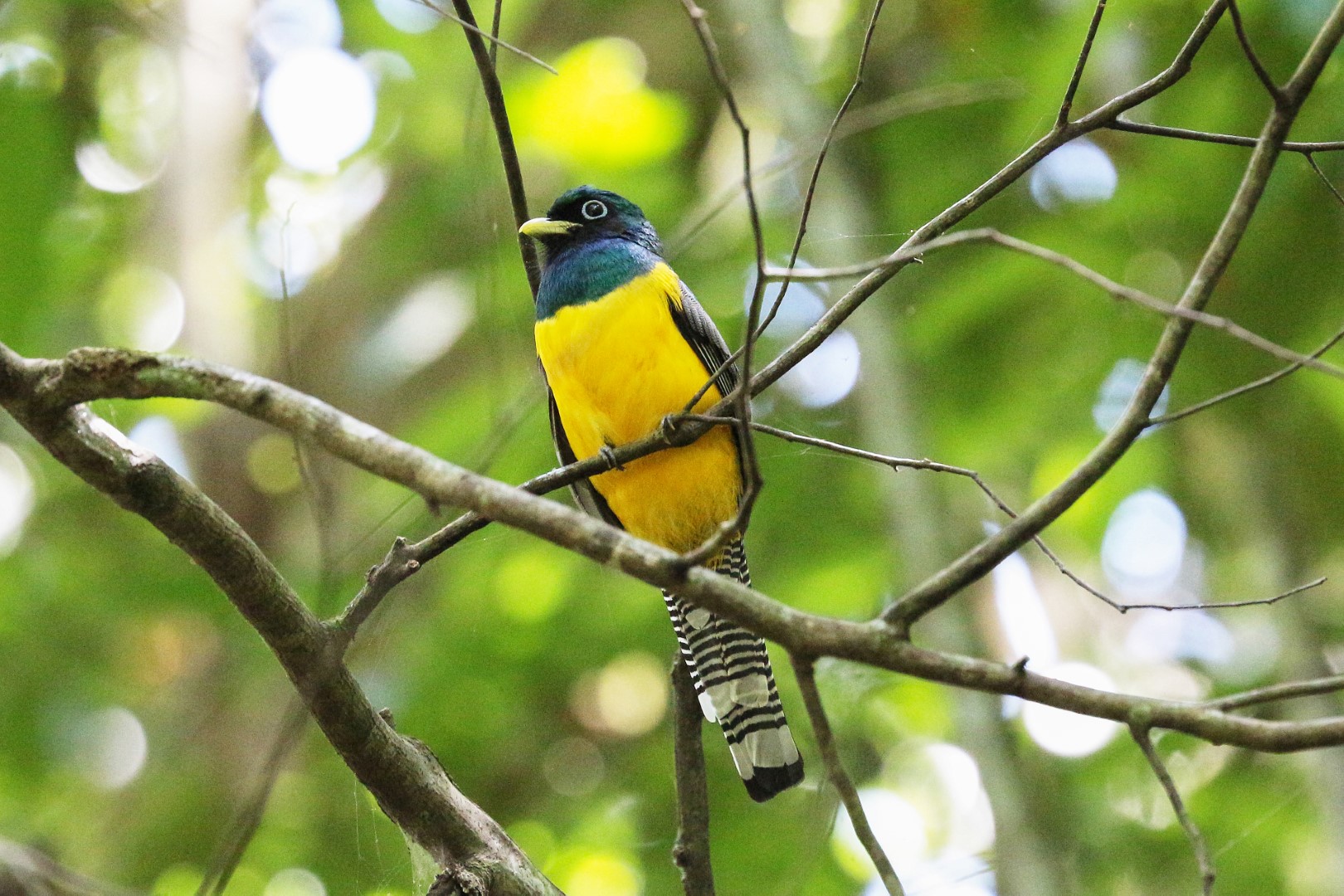 Gartered Trogon
