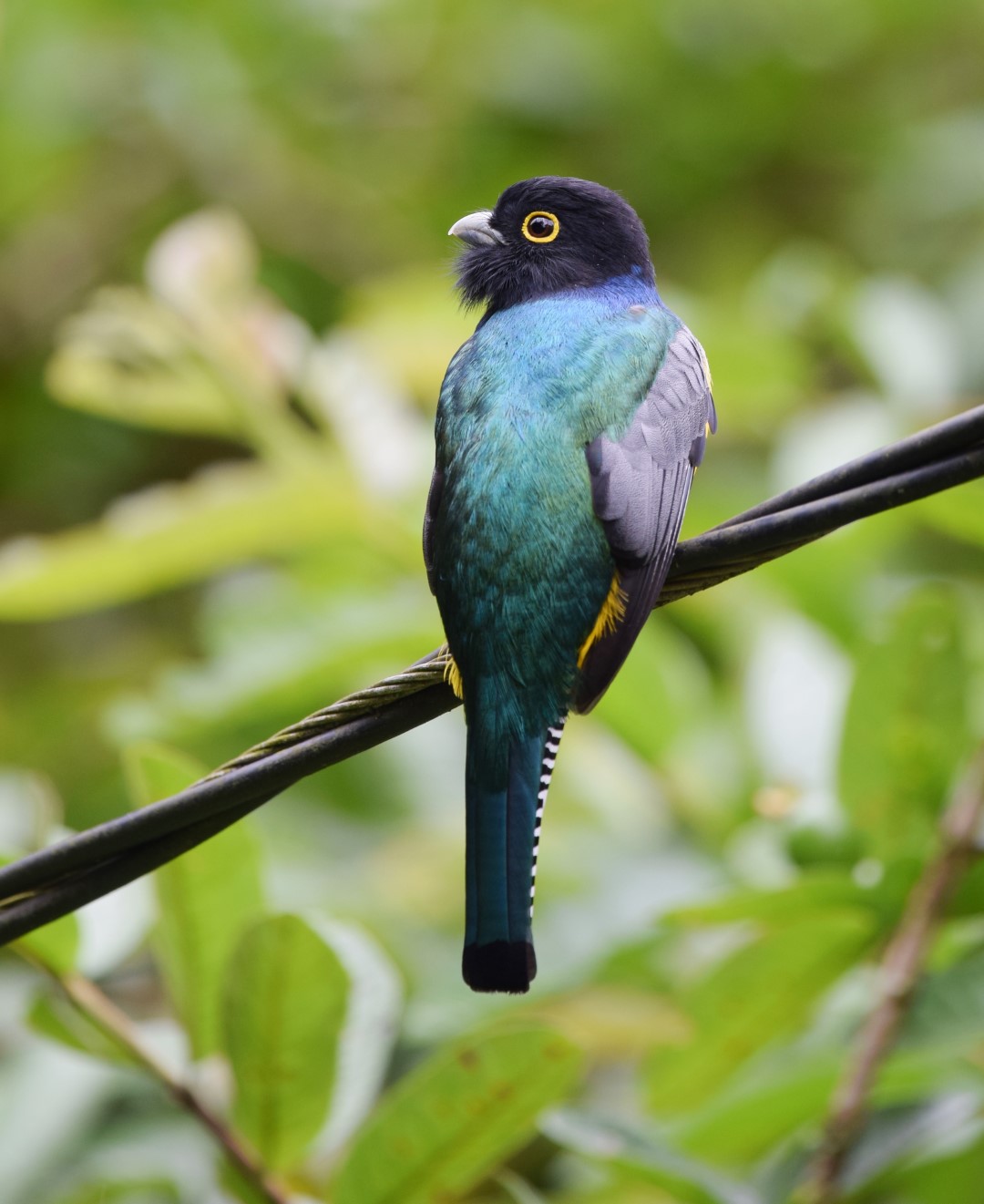 Gartered Trogon