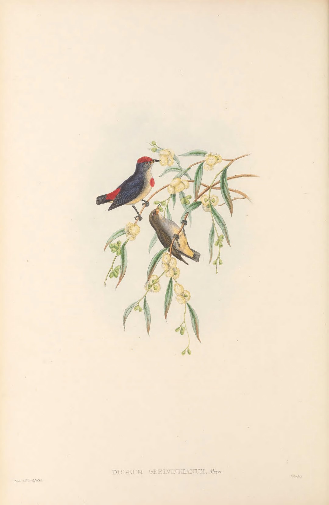 Geelvink Pygmy Parrot