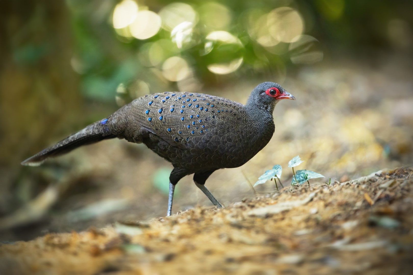 Germain's peacock-pheasant