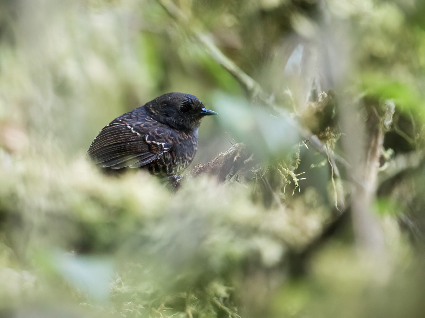 Getty's Tapaculo